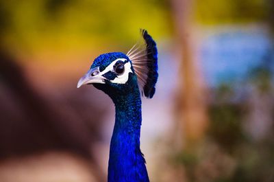 Close-up of a peacock