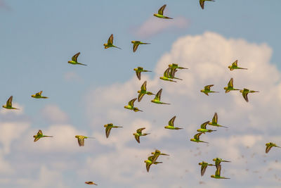 Low angle view of birds flying in sky