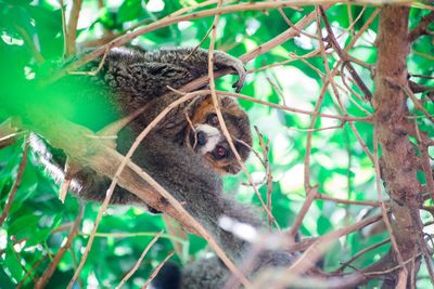 View of lizard on tree