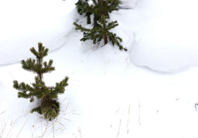 High angle view of pine trees on snow covered field
