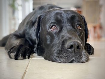 Close-up portrait of dog relaxing on floor at home