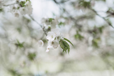 Close-up of white flowering plant