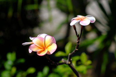 Close-up of pink flowers blooming outdoors