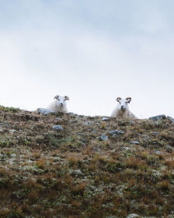 View of sheep on field against sky in iceland