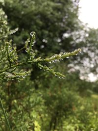 Close-up of water drops on plant