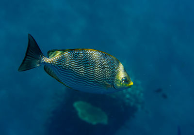 Close-up of fish swimming in sea