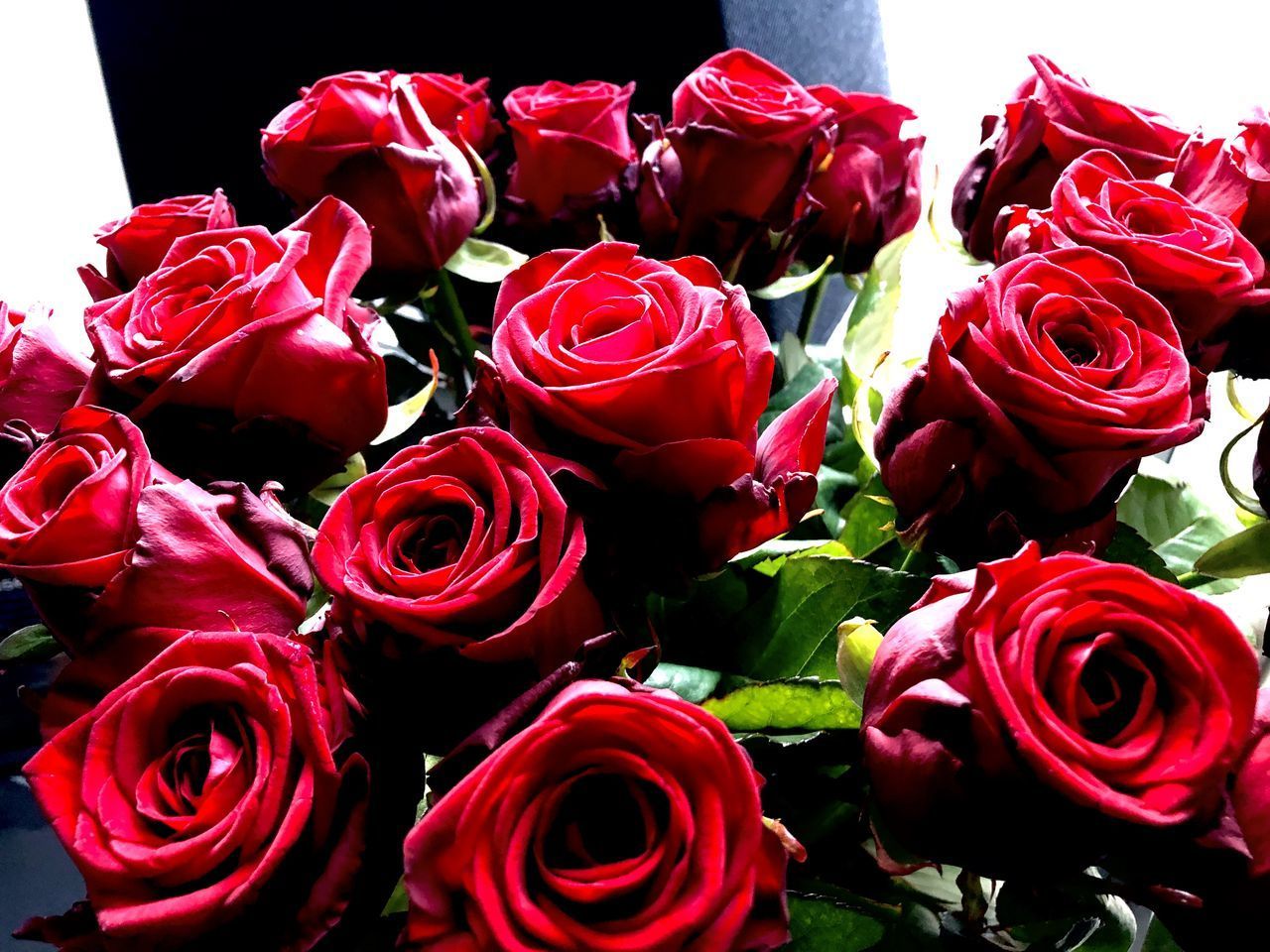 CLOSE-UP OF ROSES ON RED ROSE