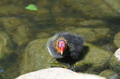 Close-up of bird drinking water