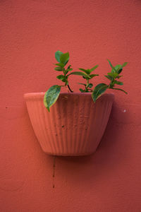 Close-up of potted plant against red wall