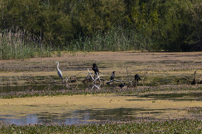 View of birds on field by lake