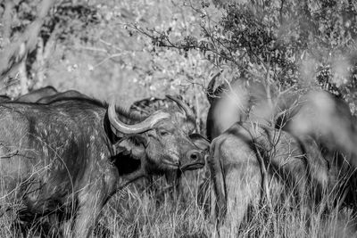 View of an animal on field