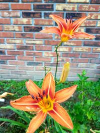 Close-up of orange day lily blooming outdoors