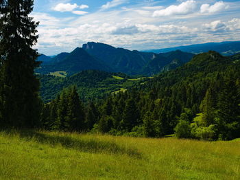 Scenic view of pine trees against sky