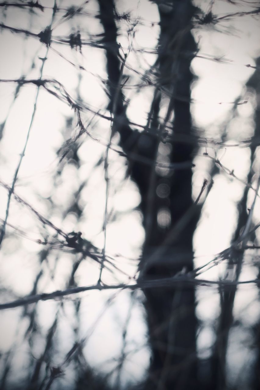 DEFOCUSED IMAGE OF TREES