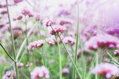 Close-up of fresh pink flowers blooming outdoors