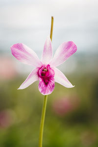 Close-up of pink flowers