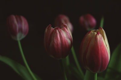 Close-up of pink tulips against black background