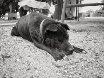 Close-up of dog relaxing outdoors