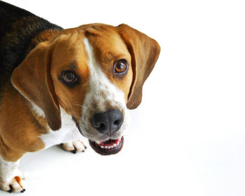 Close-up portrait of dog