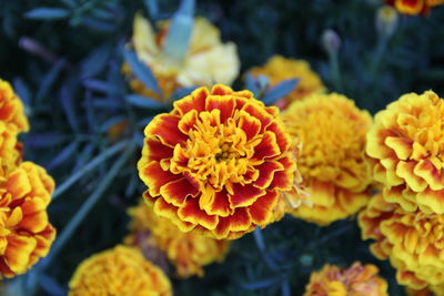 Close-up of orange marigold flowers