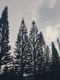 Low angle view of pine trees in forest against sky