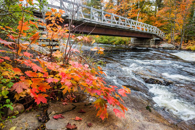 Autumn tree by bridge over river in forest