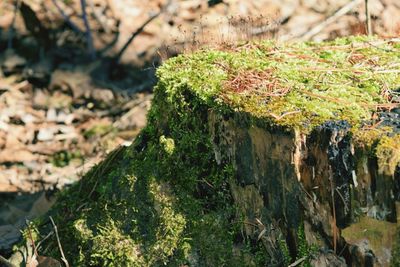 Close-up of lizard on tree