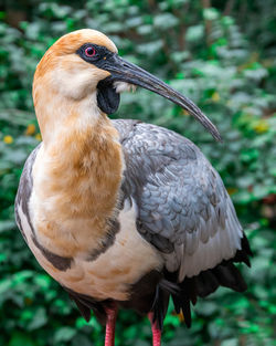 Close-up of a bird