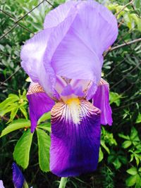 Close-up of purple flower blooming outdoors