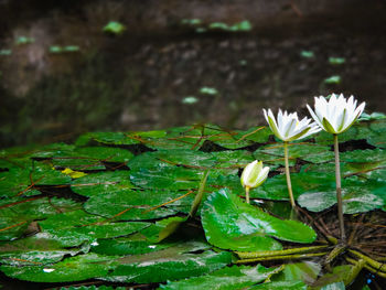 Close-up of water lily blooming outdoors