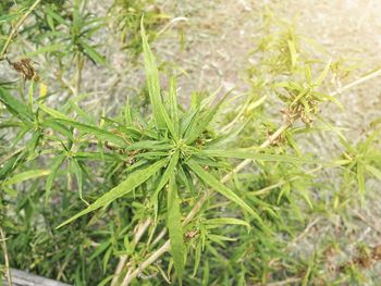 High angle view of plant growing on field