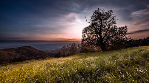Tree on field against sky during sunset