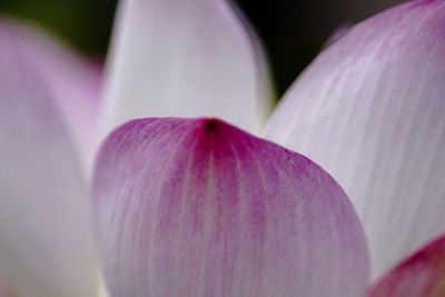 Close-up of pink crocus flower