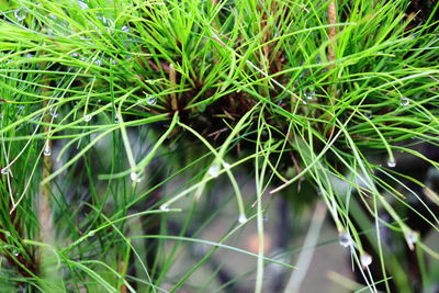 Full frame shot of bamboo plants on field