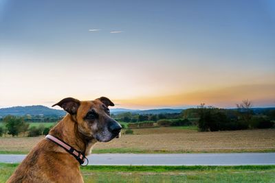 Dog on field against sky during sunset