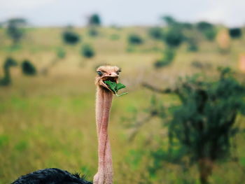 Ostrich eating leaf while standing on field