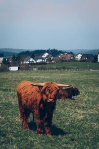 Cow on field against clear sky