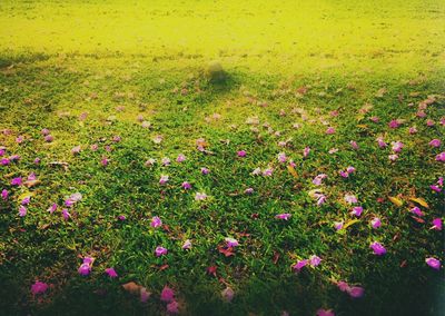 Full frame shot of yellow flowers