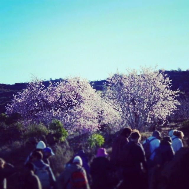 clear sky, large group of people, copy space, lifestyles, blue, leisure activity, person, men, field, crowd, nature, outdoors, beauty in nature, togetherness, tree, landscape, tranquility, scenics, day