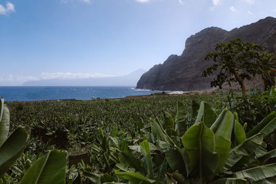 Banana plantation on la gomera island with el teide volcano in the background