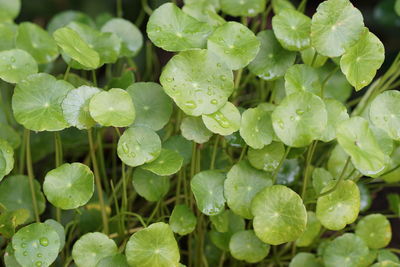 Close-up of wet leaves