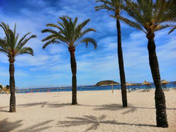 Palm trees on beach against sky