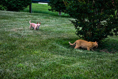 View of two dogs on grass