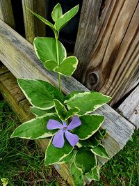 plant
