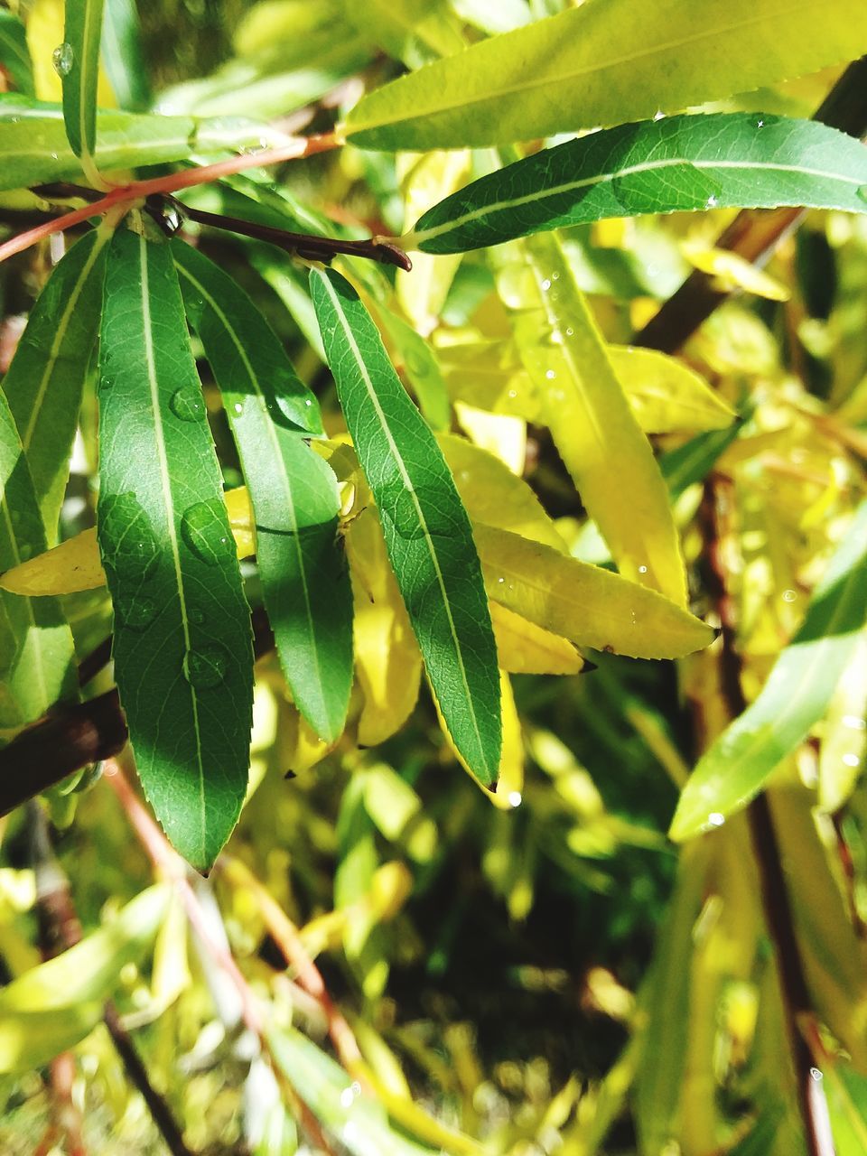 green color, growth, nature, leaf, plant, day, close-up, beauty in nature, no people, outdoors, focus on foreground, animal themes, fragility, freshness