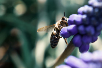 Close-up of bee pollinating on lavender