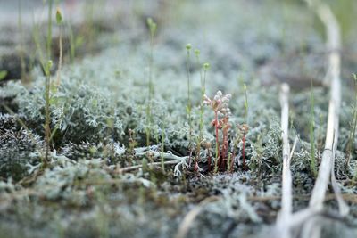 Close-up of frozen plants on land