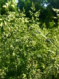 Close-up of pine tree leaves