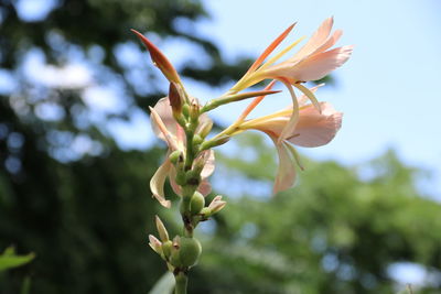 Close-up of flowering plant