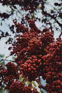 Close-up of berries growing on tree